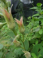 Hibiscus glandulifer