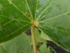 Hibiscus glandulifer