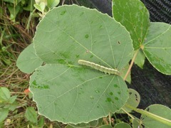Hibiscus glandulifer