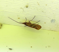 Limnephilus rhombicus