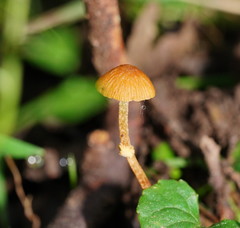 Conocybe filaris