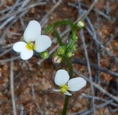 Stylidium piliferum