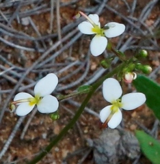 Stylidium piliferum