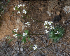 Stylidium piliferum