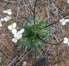 Stylidium piliferum