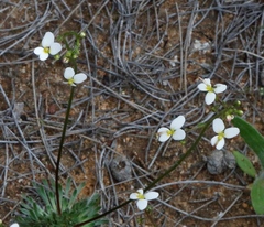 Stylidium piliferum