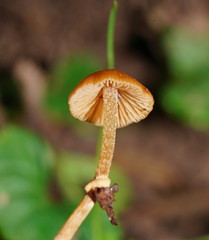 Conocybe filaris