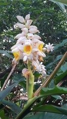 Alpinia hainanensis