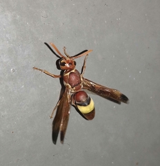 Antodynerus flavescens