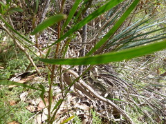 Daviesia leptophylla
