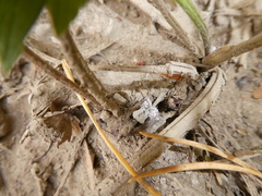 Epinotia brunnichana