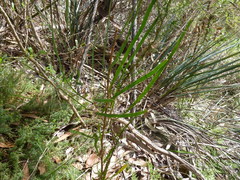 Daviesia leptophylla
