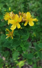 Hypericum maculatum