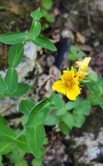 Hypericum maculatum
