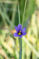 Sisyrinchium septentrionale