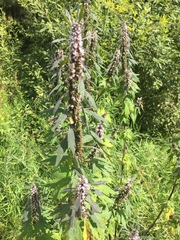 Leonurus quinquelobatus