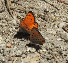 Lycaena cupreus