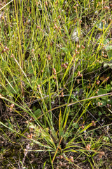 Sisyrinchium septentrionale