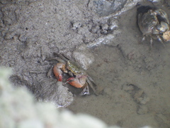 Parasesarma