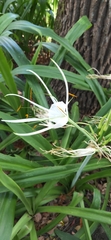 Hymenocallis speciosa