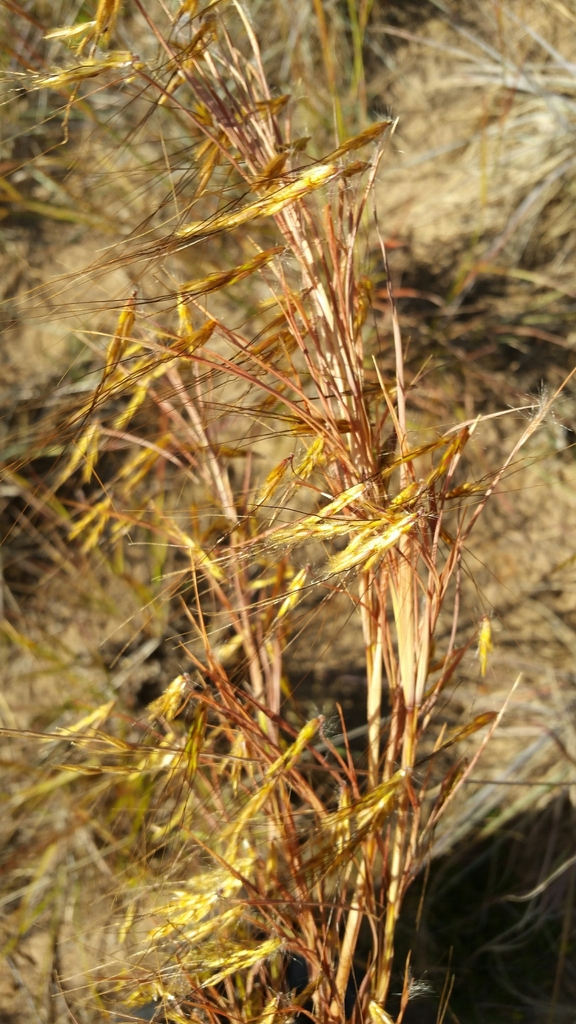 Hyparrhenia nyassae (Hyparrhenia nyassae)