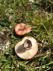 Russula nana