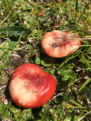 Russula nana
