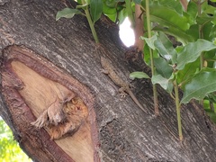 Hemidactylus frenatus