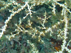 Hydrozoanthus gracilis