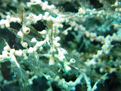 Hydrozoanthus gracilis
