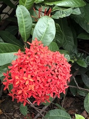 Ixora casei