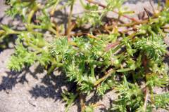 Salsola komarovii