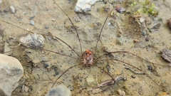 Amilenus aurantiacus