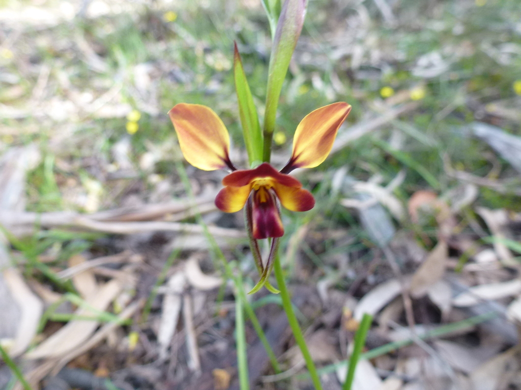 Wallflower orchid from Cherry Gardens SA 5157, Australia on September