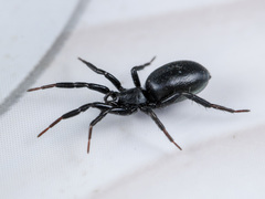 Drassyllus praeficus