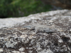 Sceloporus merriami