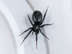 Drassyllus praeficus