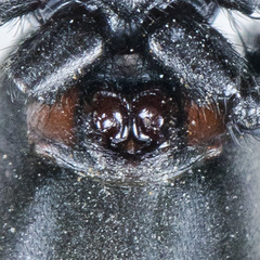 Drassyllus praeficus