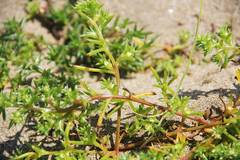 Salsola komarovii