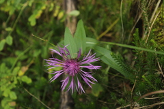 Centaurea rhaetica
