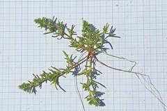 Salsola komarovii