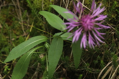 Centaurea rhaetica