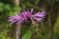 Centaurea rhaetica