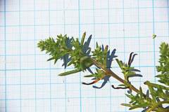 Salsola komarovii