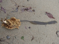 Laminaria sinclairii