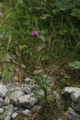 Carduus defloratus carlinifolius