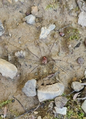 Amilenus aurantiacus