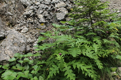 Cirsium alsophilum