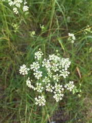 Pimpinella saxifraga