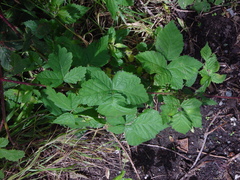Rubus latifolius